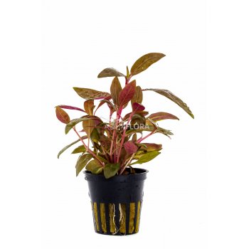 AQUAFLORA - ALTERNANTHERA REINECKII "ROSAEFOLIA"